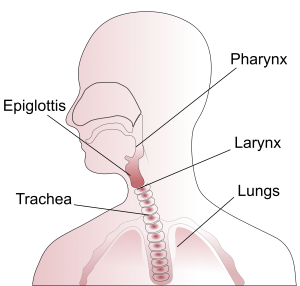 keelpijn anatomie van de keel